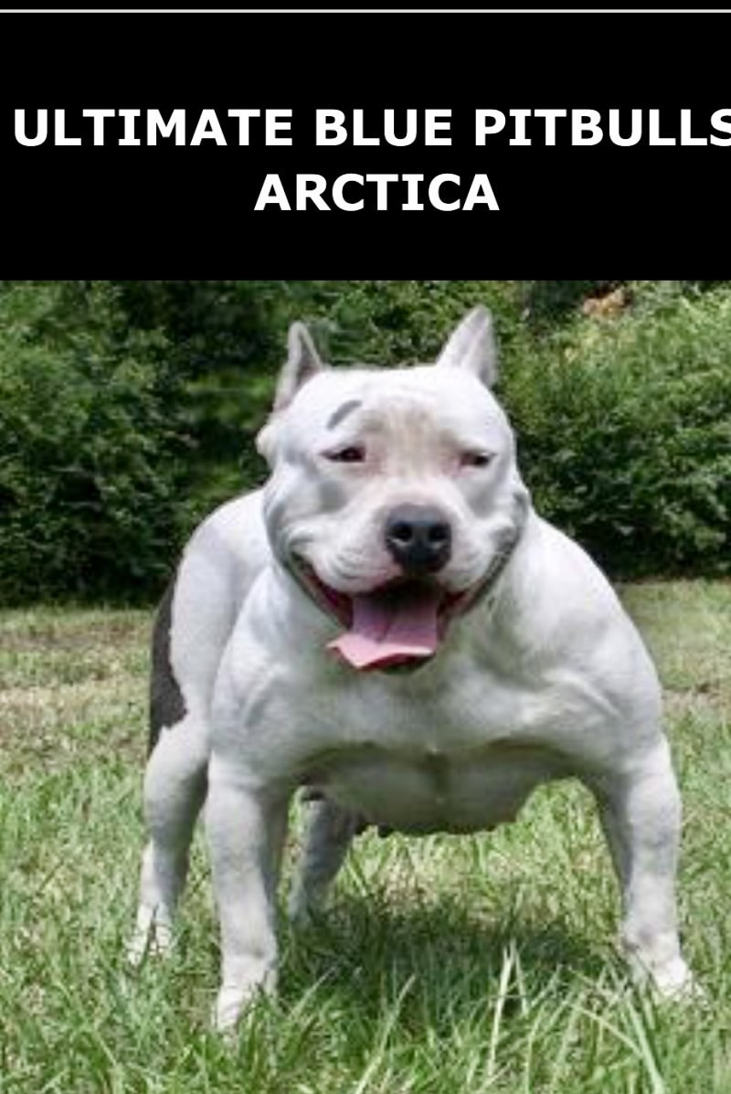 Ultimate Blue Pitbulls Arctica