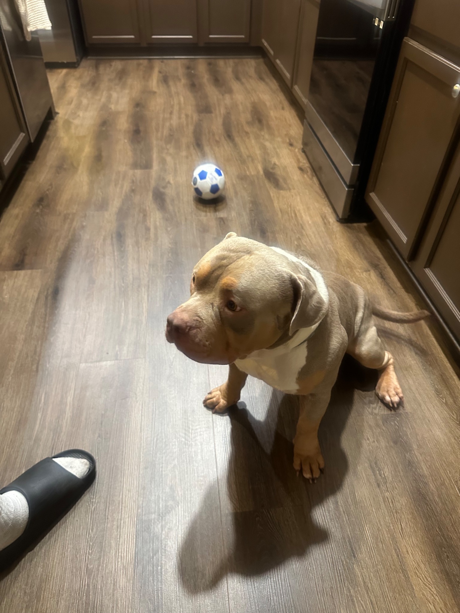 Baby Tank sitting indoors