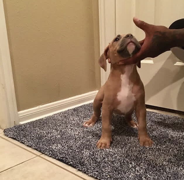Bella, American Bully offspring produced by Tank at Titan Kennels