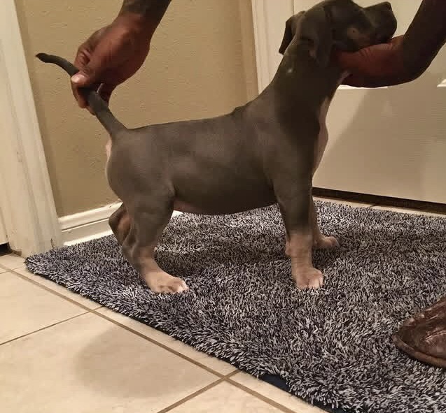 Bianca, American Bully offspring produced by Tank at Titan Kennels