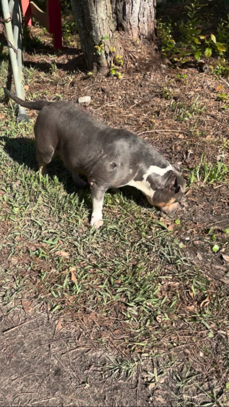 Bonita