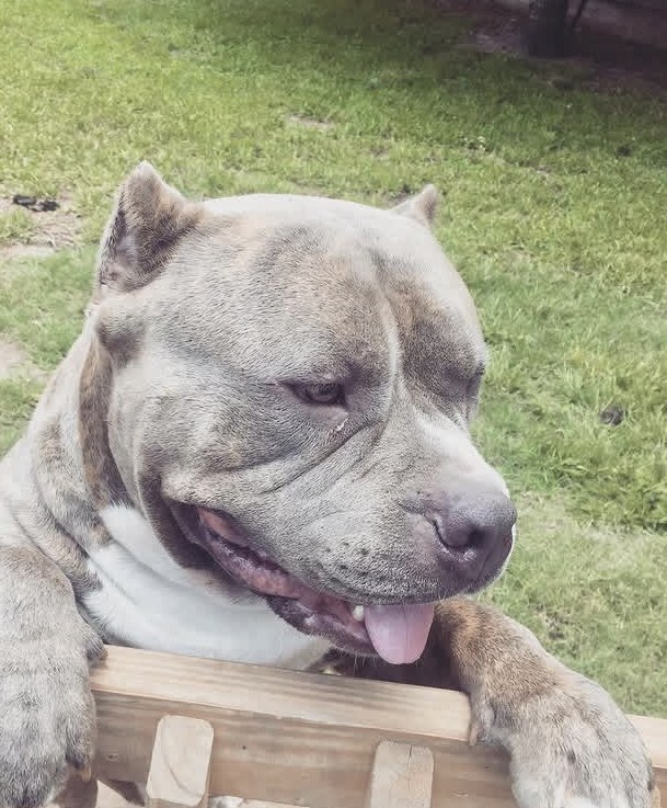 Gordo
