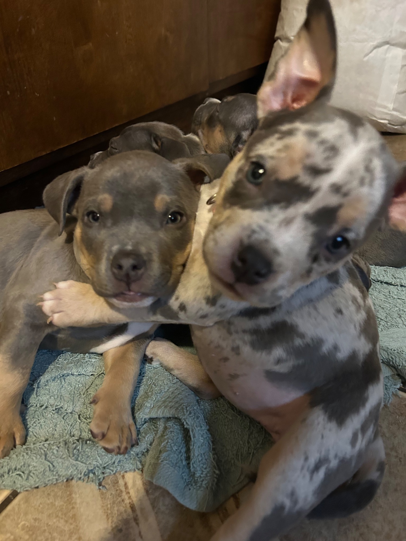 Titan Kennels puppies representing the Riley family's American Bully journey