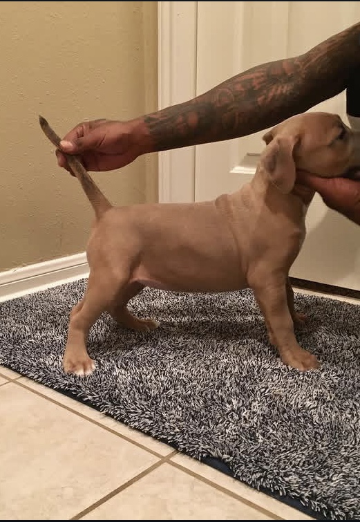 Lil Mama, American Bully offspring produced by Tank at Titan Kennels