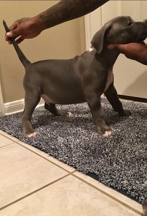 Lil Pablo, American Bully offspring produced by Tank at Titan Kennels