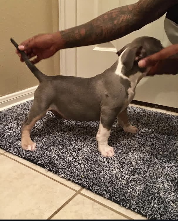 Marie, American Bully offspring produced by Tank at Titan Kennels