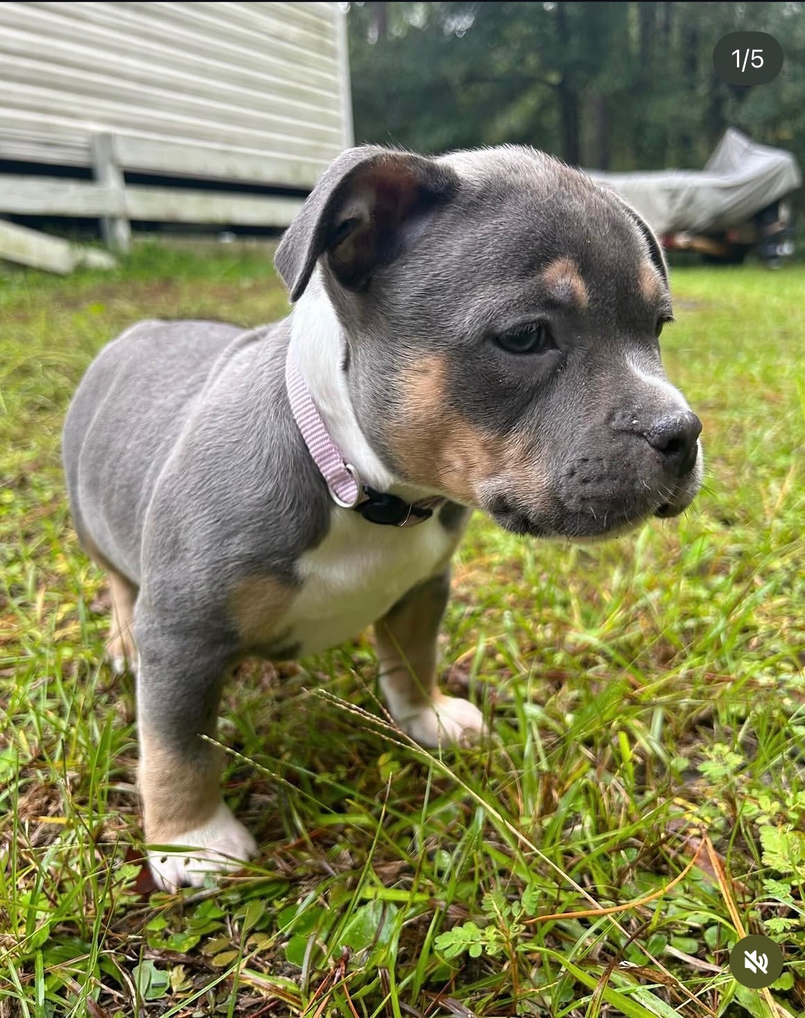 Milk Marie, American Bully offspring produced by Tank at Titan Kennels
