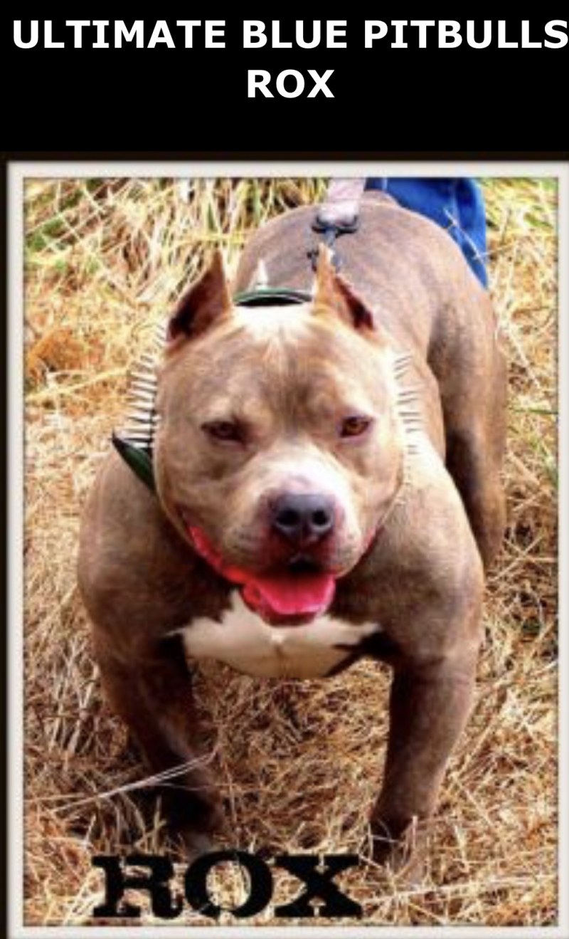 Ultimate Blue Pitbulls Rox