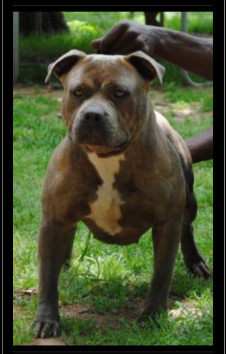 Zullou’s Samoney