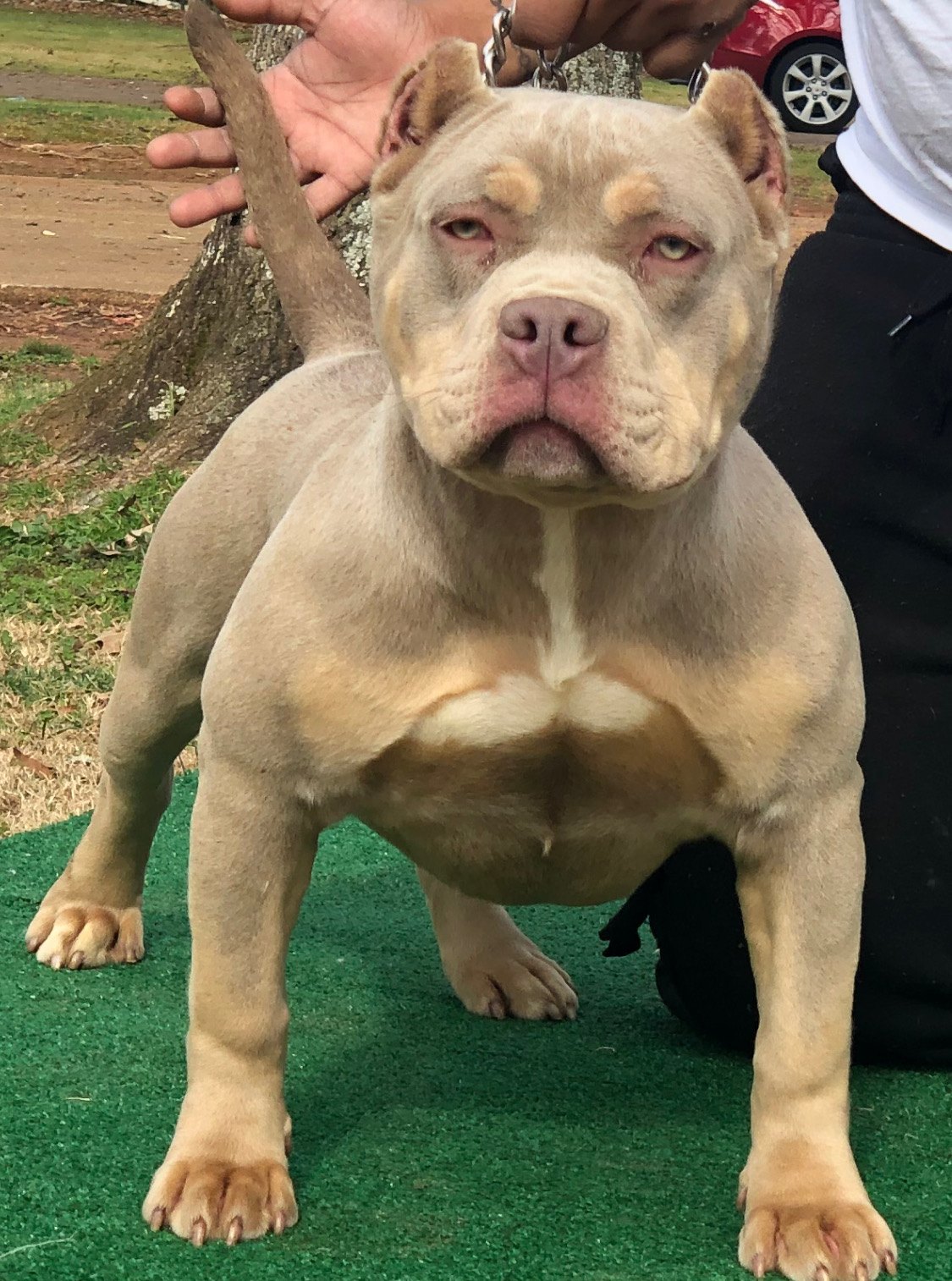 Zullou’s Silver Back AKA Camile