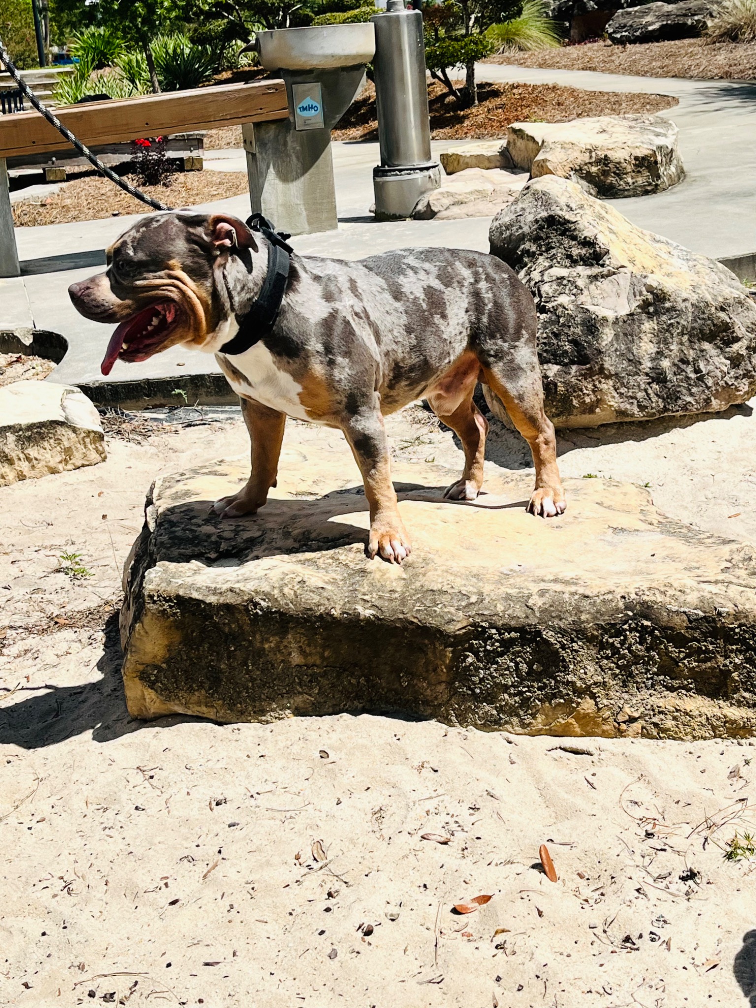 Tank standing on the rock