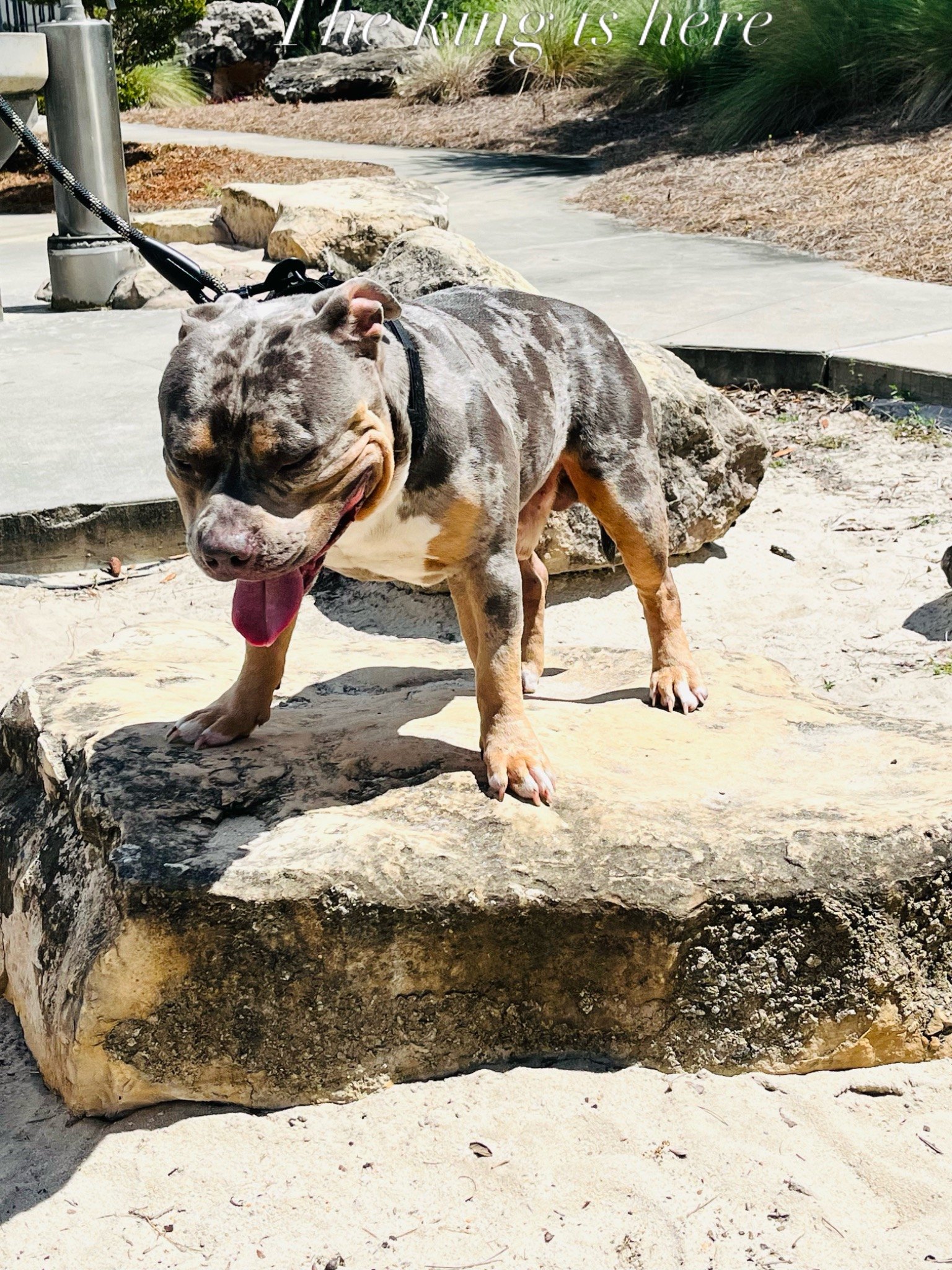 Tank standing on a rock