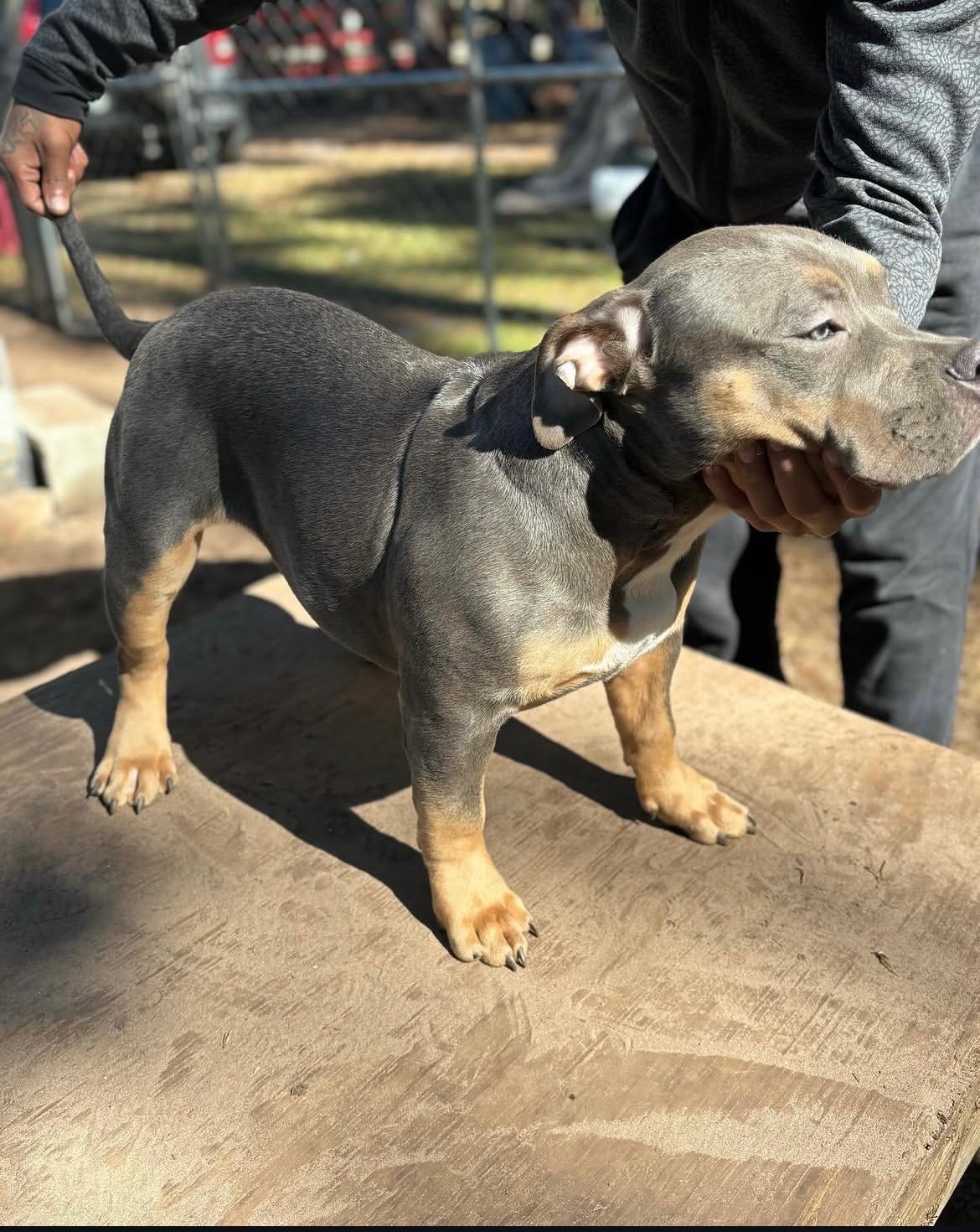 Trouble, American Bully offspring produced by Tank at Titan Kennels